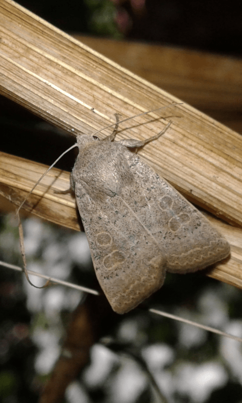 Noctuidae : Hoplodrina sp.?  S, Hoplodrina ambigua